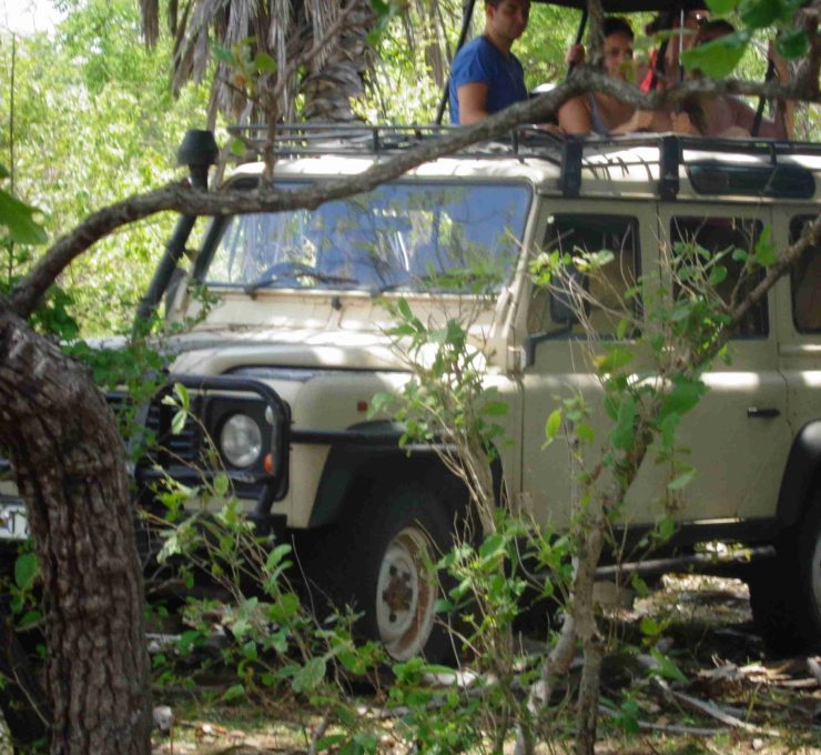 Mikumi safari monda tours