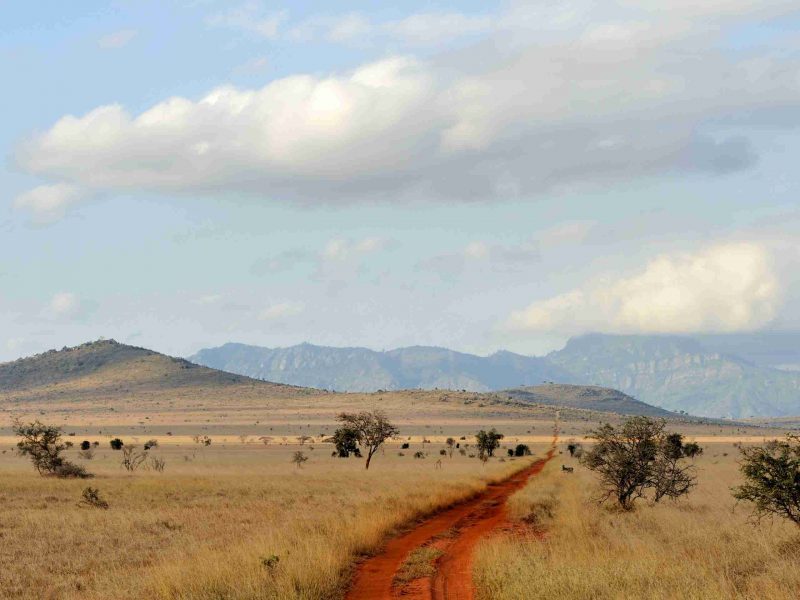 Savannah landscape in the National park in Kenya, Africa