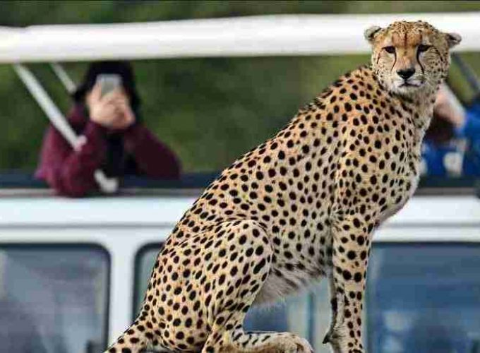 3 Giorni – Safari di gruppo al Masai Mara