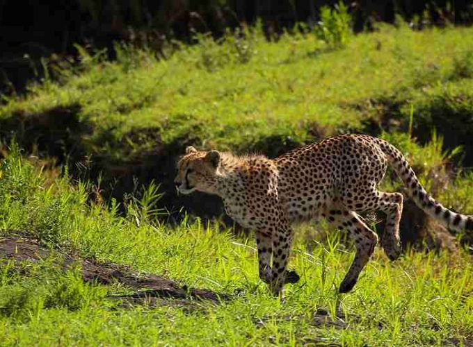 Safari tanzania, zanzibar, selous, mikumi, ngorongoro manyara serengeti (30)