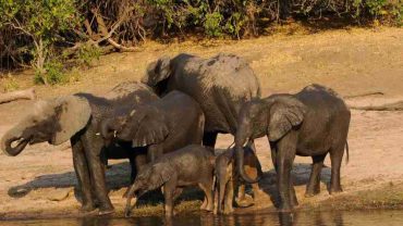 Parco Nazionale di Chobe in Botswana, dove vive il più numeroso gruppo di elefanti