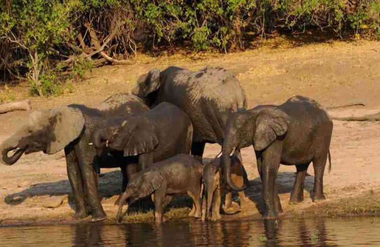 Parco Nazionale di Chobe in Botswana, dove vive il più numeroso gruppo di elefanti