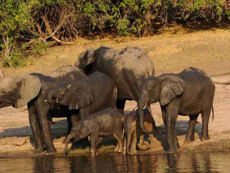 Botswana’s Chobe National Park:  Home to Africa’s Largest Elephant Population