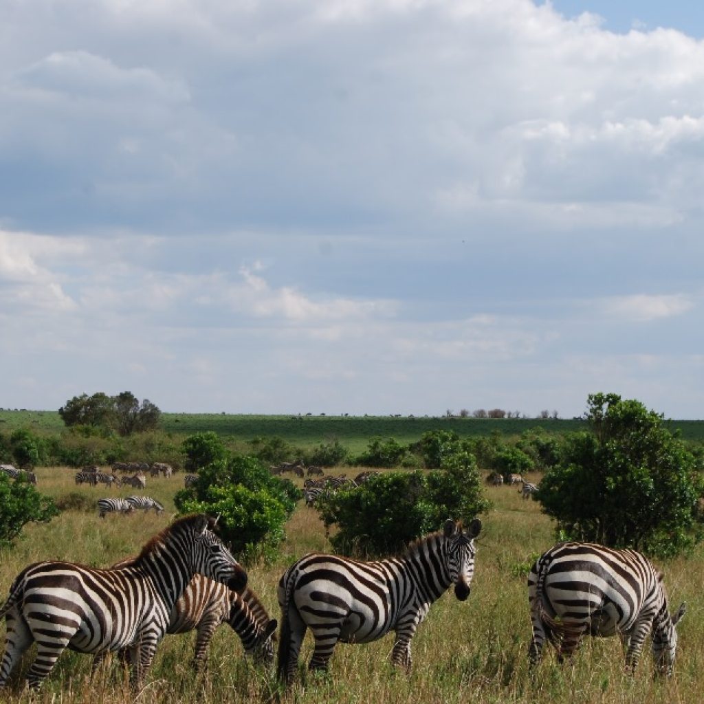 masai mara 2