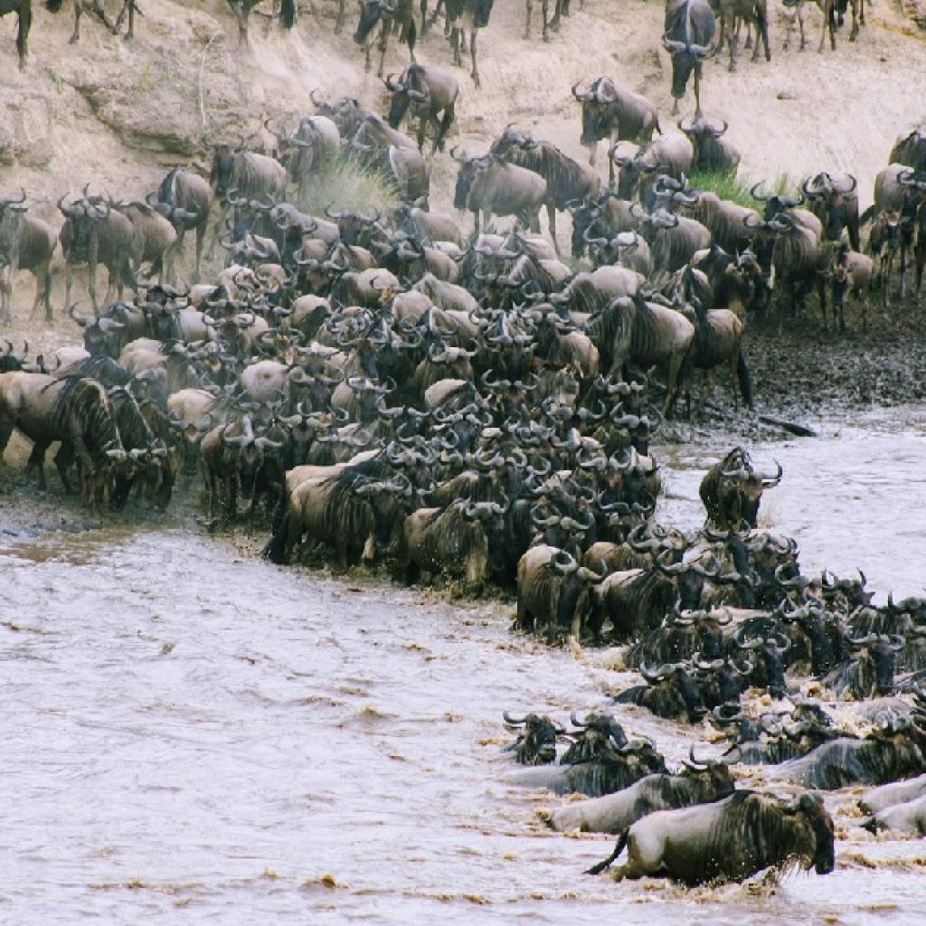 masai mara 3