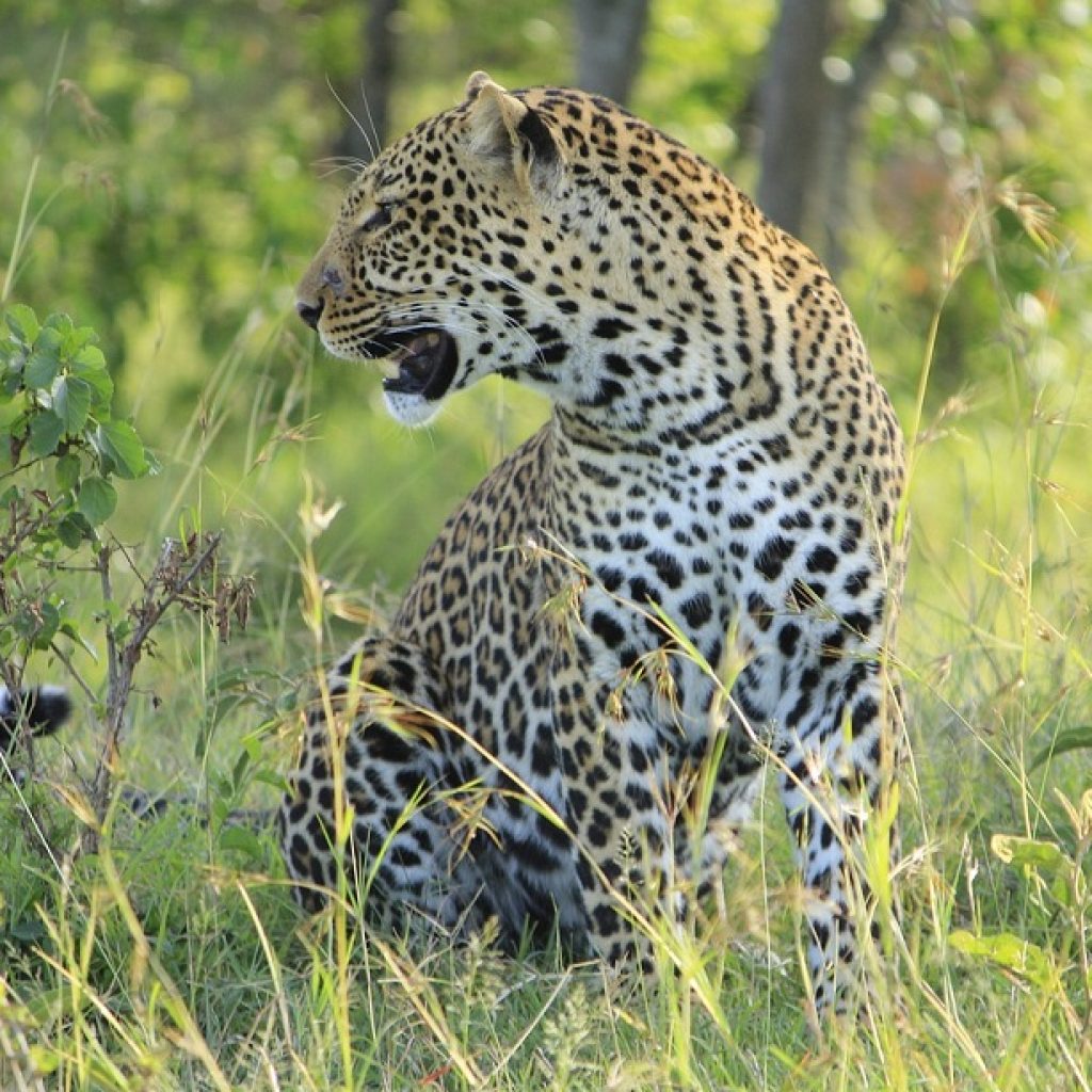 masai mara 4