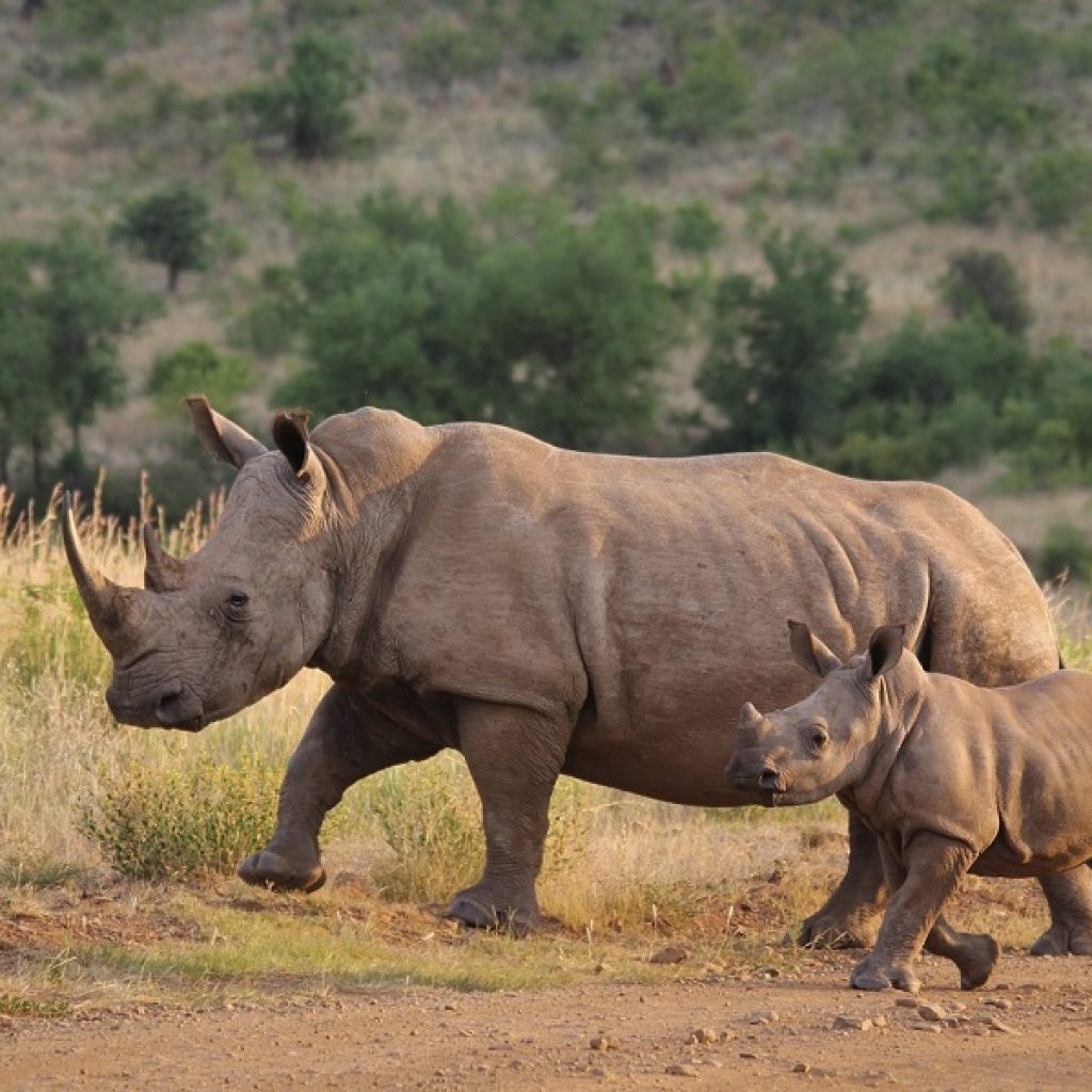 masai mara 5