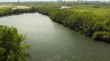 Paesaggio fluviale lungo un affluente del fiume Gambia